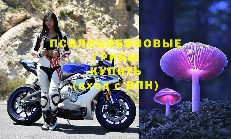 купить закладку  Камбарка  нарко площадка формула  Псилоцибиновые грибы Magic Shrooms 